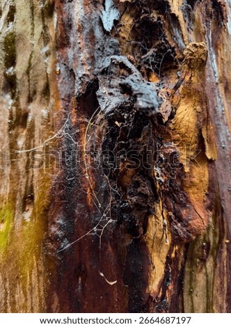 Close-up of a tree trunk with peeling bark, sap, and spiderwebs.