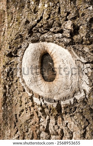 Close-up of a tree trunk with a prominent, hollow knot hole, showcasing natural patterns and textures.