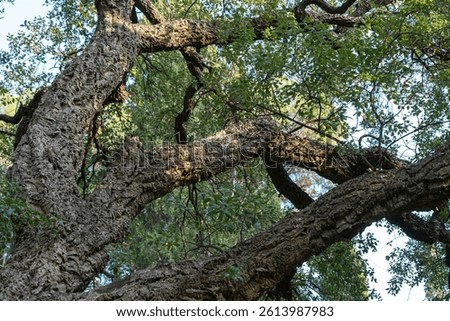 Close-up of tree trunk Quercus suber, commonly called cork oakwith deeply textured bark, showcasing the natural patterns and intricate details of its surface. Old shady Massandra Park in Crimea.