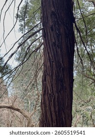 Close-Up of a Tree Trunk with Rough Bark