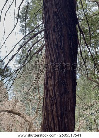 Close-Up of a Tree Trunk with Rough Bark