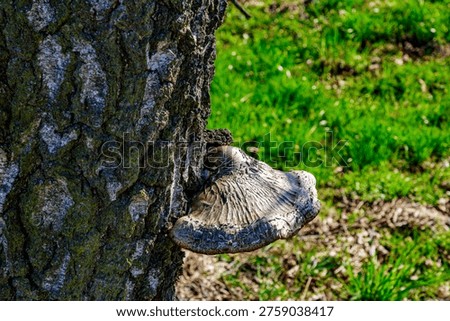 Close-up of a tree trunk with rough bark and a greyish fungus, green wild grass in blurred background, Tosch-Langeren nature reserve, winter day in Maaseik, Belgium