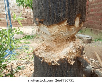 A close-up of a tree trunk with rough, uneven axe or machete marks, showing freshly exposed wood and bark shavings, highlighting raw texture and natural grain.