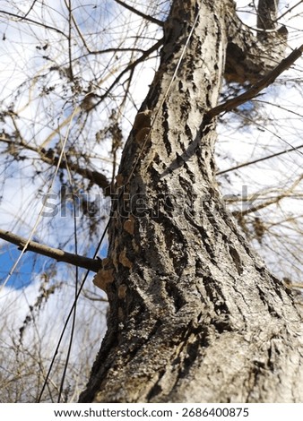 Close-up of tree trunk with rugged bark and upward branches; partly cloudy sky and sparse foliage suggest late autumn in a European forest.