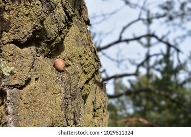 A closeup of tree trunk texture
