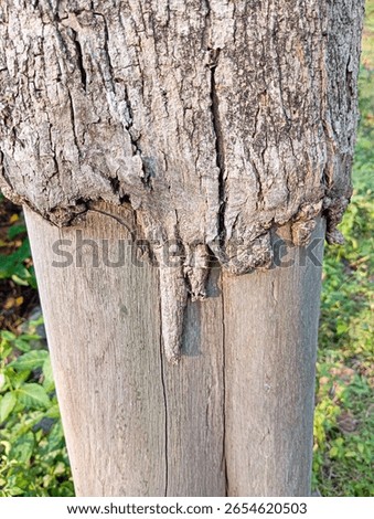 Close-up of a tree trunk with textured bark and distinct wood grain. Ideal for nature photography, wood textures, or rustic themes. #TreeTrunk #NaturePhotography