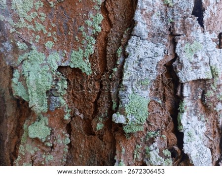 Close-up of a tree trunk with textured, reddish-brown bark and patches of green and gray lichen. #naturephotography #treebark #lichen