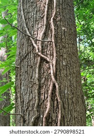 Close-up of a tree trunk with twisting climbing vines growing vertically across rough bark in a dense green forest setting. The image highlights natural bark texture, vine patterns, woodland plant growth, organic surface detail, and soft outdoor light surrounded by leafy vegetation. No identifiable people visible.