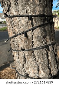 Close-Up Of Tree Trunk Wrapped In String Lights For Outdoor Decoration Display
