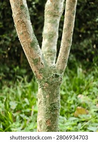 Close-up of a tree trunk with a Y-shaped forked branch covered in green lichen against a blurred foliage background.
