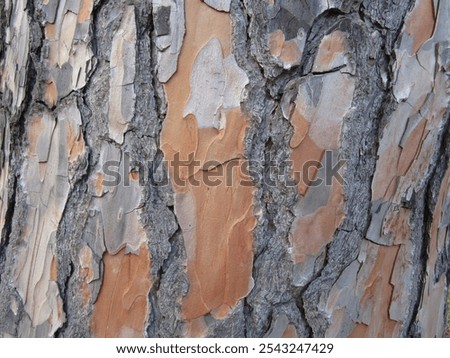 Close-up of treebark in grey and light brown