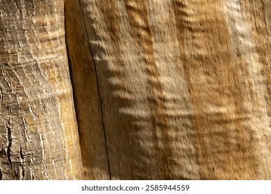 Closeup of treebark in sunlight.