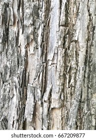 Closeup Treebark texture background. Treebark pattern.