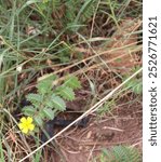 Closeup of tribulus terrestris in Cochise County, Arizona 