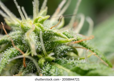 Closeup Trichomes On Cannabis  Leaf