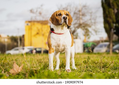 ビーグル犬 の画像 写真素材 ベクター画像 Shutterstock