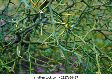 closeup of trifoliate orange, Citrus Poncirus trifoliata Japanese hardy Chinese bitter orange tree branches with sharp needles spines prickles - Shutterstock ID 2127686417
