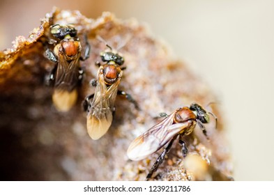 Close-up Trigona Meliponini Bee At Their Hive Entrance