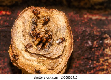 Close-up Trigona Meliponini Bee At Their Hive Entrance