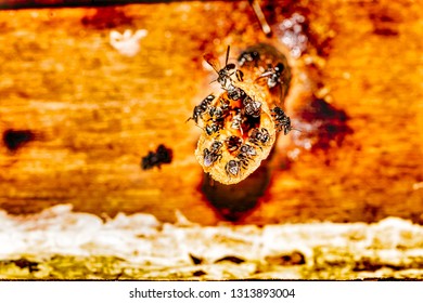 Close-up Trigona Meliponini Bee At Their Hive Entrance