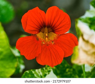 Close-up Of Tropaeolum Majus, Belgium