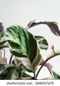 Closeup of tropical Calathea Fusion White Prayer plant, Calathea leitzei. It has exotic, white and green variegated leaves and lush pinkish purple underside. Isolated on white background, text space.  - Shutterstock ID 2048357678