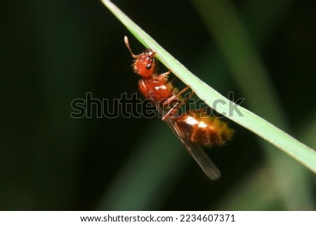 close-up tropical fire ant, ant queen