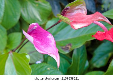 Closeup of tropical flower in Jamaica