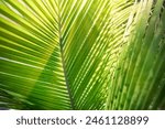 Closeup tropical palm leaf and shadows, exotic abstract natural green lush background, dark tone textures. Sunshine garden park plant summer foliage panoramic banner wallpaper. Inspire relaxing nature