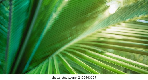 Closeup tropical palm leaf and shadows, exotic abstract natural green lush background, dark tone textures. Sunshine garden park plant summer foliage panoramic banner wallpaper. Inspire relaxing nature - Powered by Shutterstock