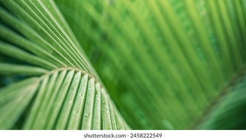 Closeup tropical palm leaf and shadows, exotic abstract natural green lush background, dark tone textures. Sunshine garden park plant summer foliage panoramic banner wallpaper. Inspire relaxing nature - Powered by Shutterstock