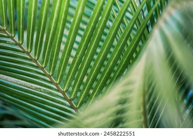 Closeup tropical palm leaf and shadows, exotic abstract natural green lush background, dark tone textures. Sunshine garden park plant summer foliage panoramic banner wallpaper. Inspire relaxing nature - Powered by Shutterstock