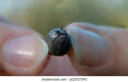 Close-up, tropical thick hyalomma tick held between 2 fingers