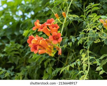 Close-up of trumpet vine (Campsis radicans) with details of flowers and foliage. This climbing plant is also called trumpet climber ou Virginian trumpet flower.