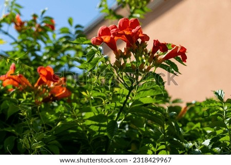 Close-up of trumpet vine (Latin: Campsis radicans) with details of flowers and foliage. This climbing plant is also called trumpet climber ou Virginian trumpet flower.