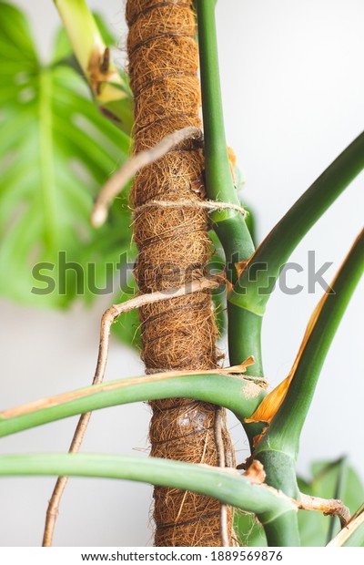 Close-up of the trunk and aerial roots of a\
monstera flower against a background of leaves and a white wall. A\
house and a garden. Monstera deliciosa. Eco-friendly home concept.\
Houseplants care.