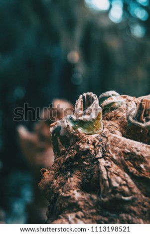 Image, Stock Photo closeup of trunk stumps of a phytolacca dioica in nature with abstract forms