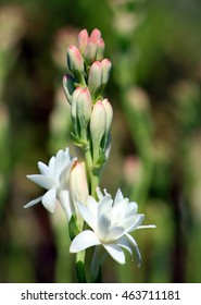 Close-up With Tuberose Flower Bloomed