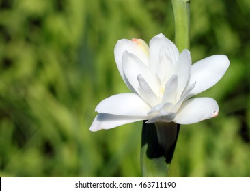 Close-up With Tuberose Flower Bloomed