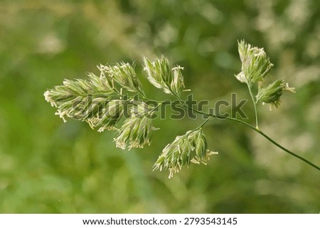 closeup of the tufted triangular flowerhead of orchard grass - Dactylis glomerata