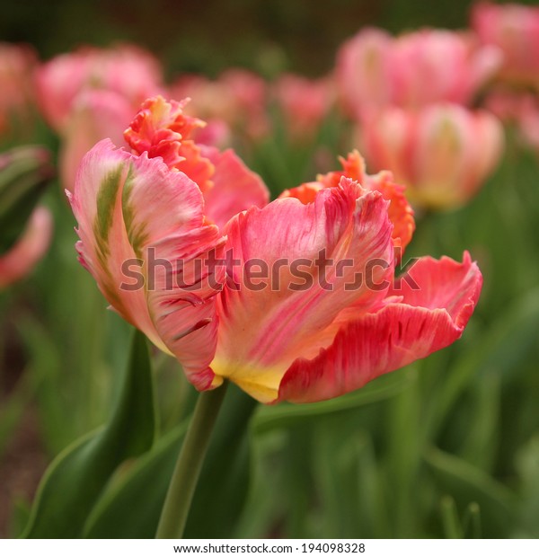 Closeup of a tulip, Apricot Parrot\
variety, at the Tulip Festival in Ottawa,\
Canada