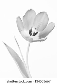 モノトーン 花 の写真素材 画像 写真 Shutterstock