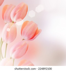 Close-up of tulip  flower