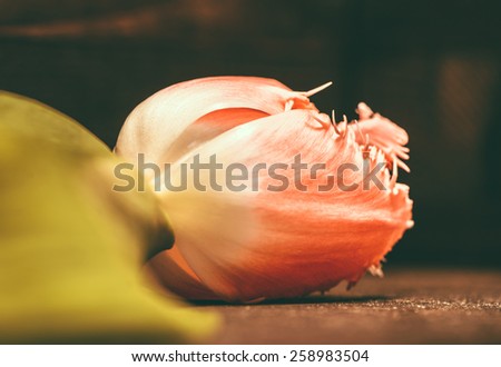 Closeup of tulip flower on dark background, macro shot