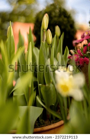 Close-up of tulips with closed flower bud growing in clay jugs n the morning Foto stock © 