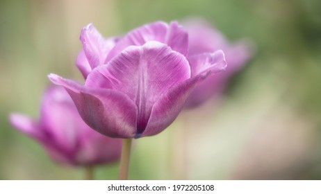 245,713 Tulips Blue Images, Stock Photos & Vectors | Shutterstock