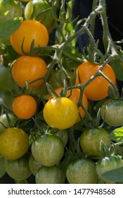 Close-up Of Tumbling Tom Tomatoes.