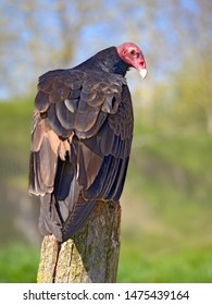 Closeup Turkey vulture (Cathartes aura) perched on trunk seen from behind - Shutterstock ID 1475439164