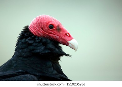 Close-up of a Turkey Vulture (Cathartes aura). Paracas, Peru - Shutterstock ID 1510206236