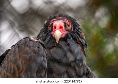 Close-up of Turkey vulture (Cathartes aura)  - Shutterstock ID 2204147919